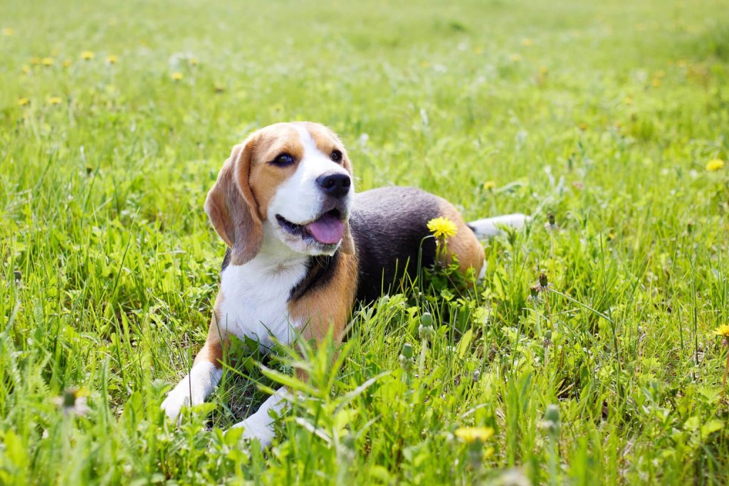 Beagle sitzt hechelnd in der Wiese