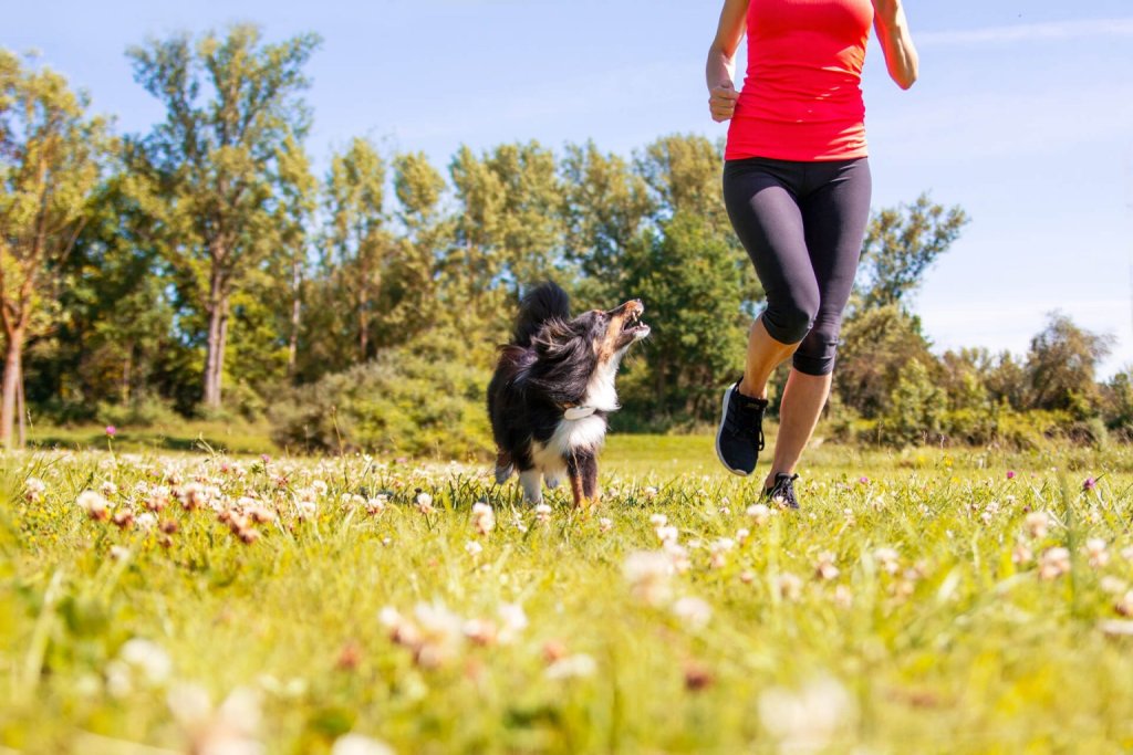 Frau in Sportkleidung läuft mit Hund über Blumenwiese