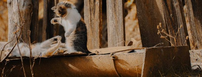 Two cats playing by a log cabin