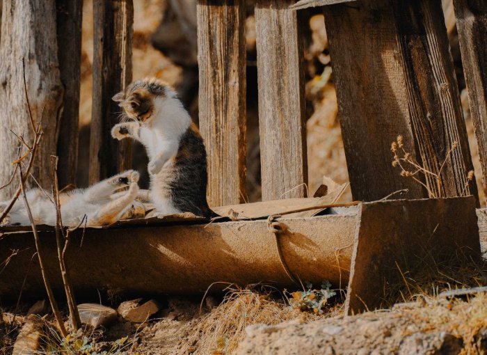 Two cats playing by a log cabin