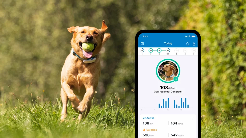 un cane corre in un prato tenendo in bocca una pallina da tennis; in primo piano, una schermata dell'app Tractive GPS