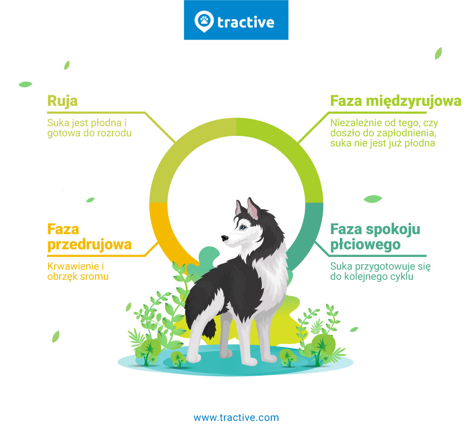 faza przedrujowa, ruja, faza międzyrujowa, faza spokoju płciowego - 4 fazy cyklu rujowego u psów - infografika firmy Tractive