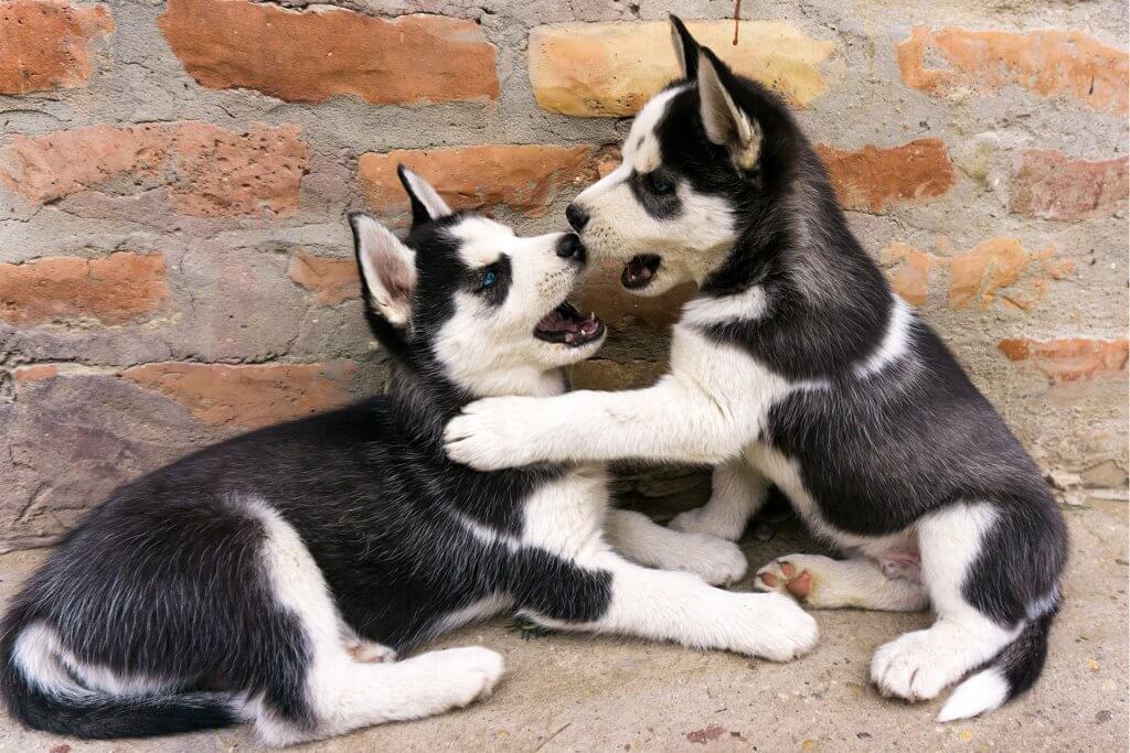 twee zwart-witte husky's die met elkaar spelen voor een bakstenen muur