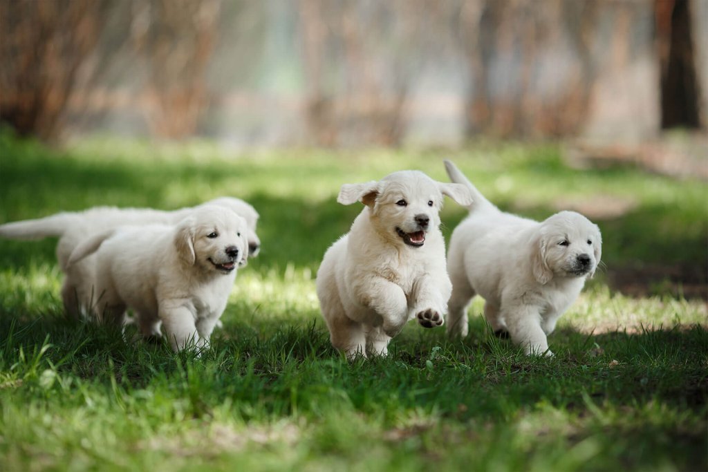 cuccioli bianchi corrono su un prato