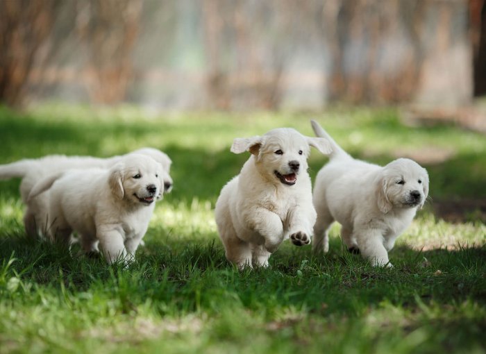cuccioili bianchi corrono su un prato