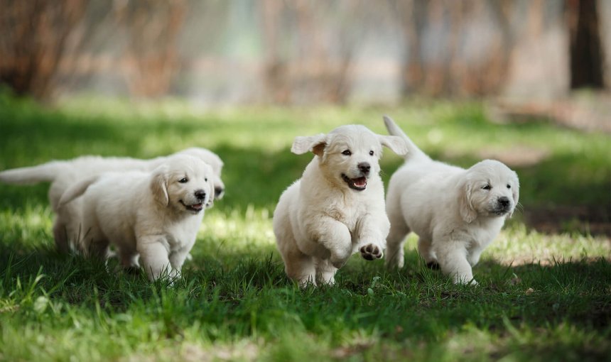 cuccioili bianchi corrono su un prato