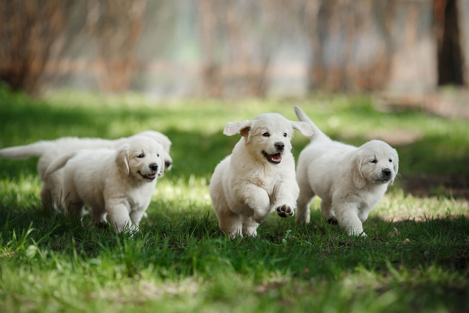 puppies running through grass