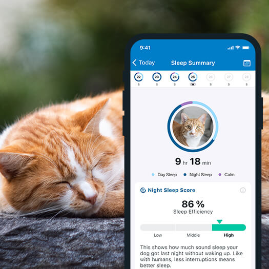A cat sleeping in the background with Tractive Sleep tracking in foreground