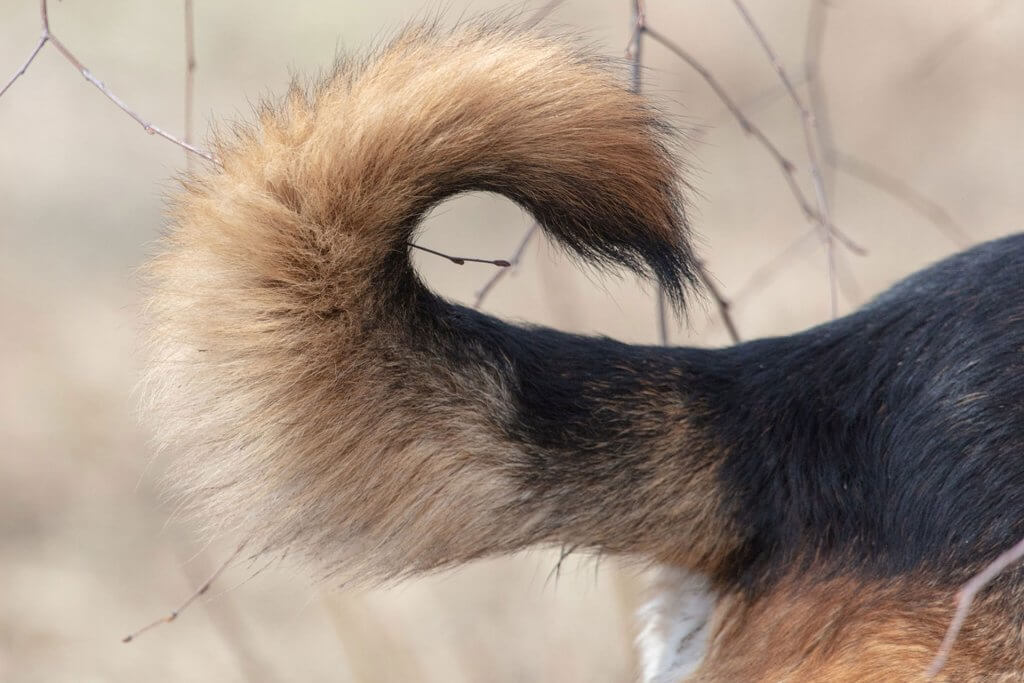 brown and black dog tail close up 