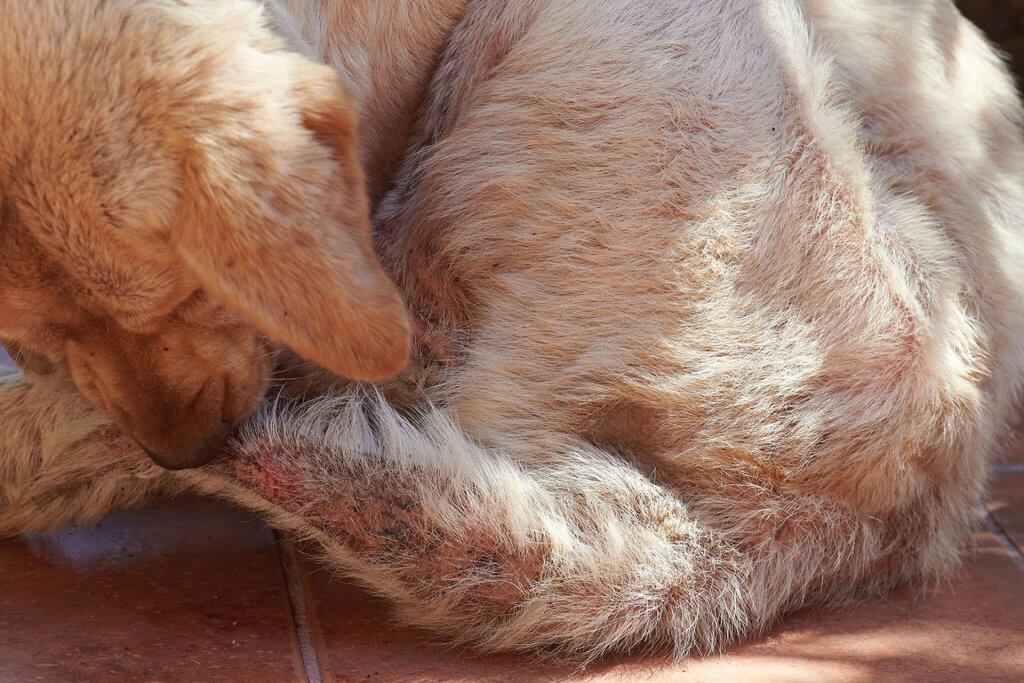 Puppy losing best sale hair on tail