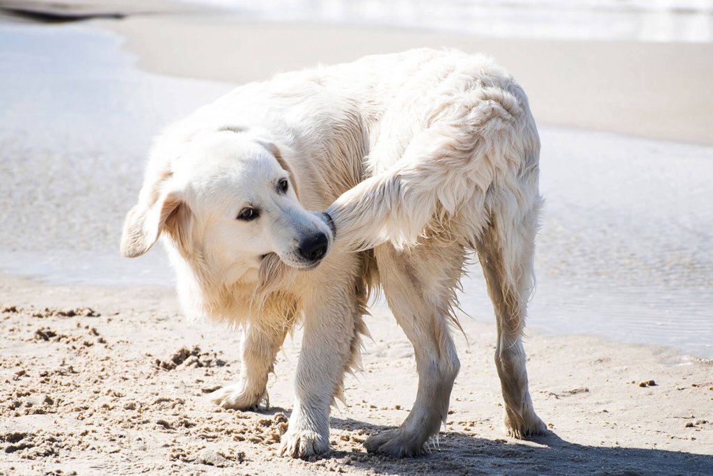 en hvit hund som biter seg selv i halen nede på stranden