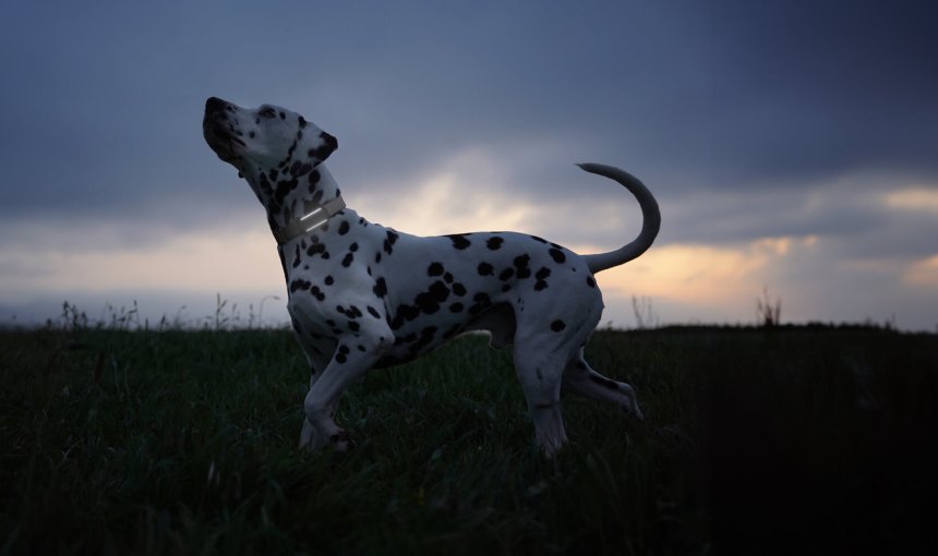 Chien portant un TG6 avec lumières allumées