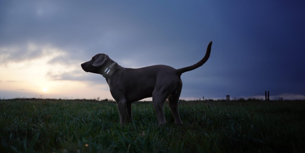 A dog wearing a Tractive GPS tracker with an LED light