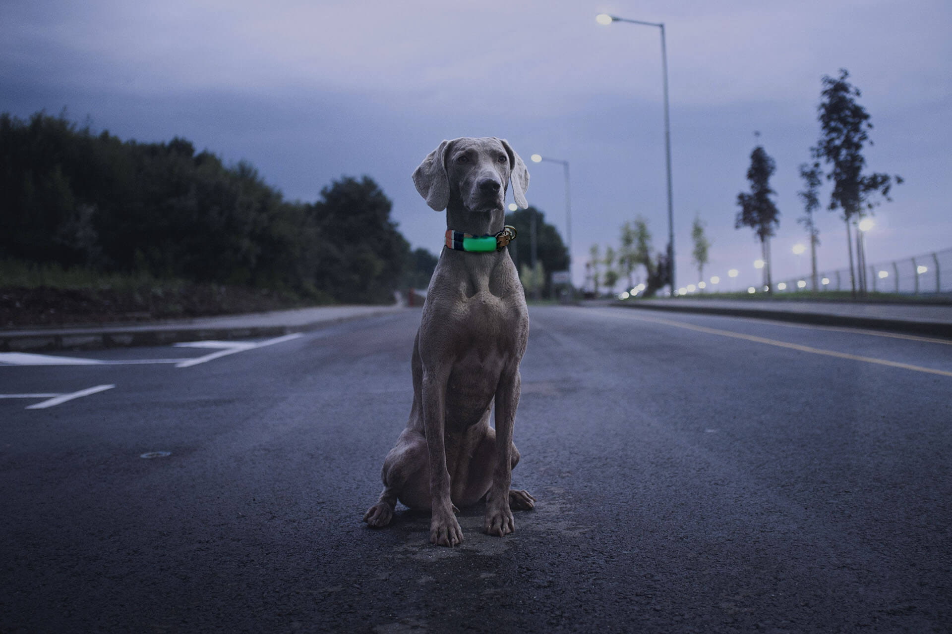 Grijze hond zit 's avonds op straat