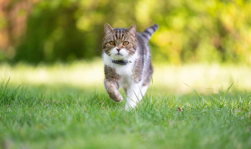 Un chat portant un traceur pour chats marche dans l'herbe