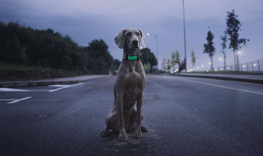 grand chien portant un GPS phosphorescent assis dans la rue la nuit