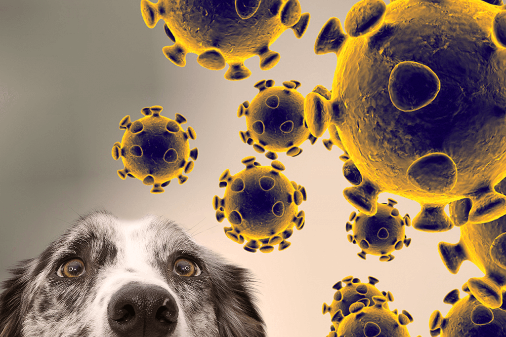 image d'un chien et de virus de la Covid