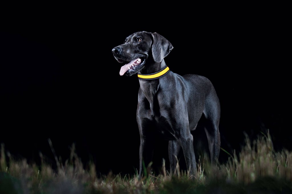 chien noir portant un collier lumineux jaune la nuit