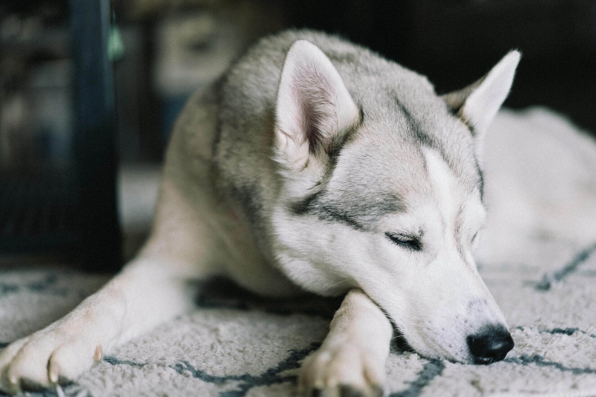 Cute Furry Dog Laying On Its Back On A Piece Of Blue Exercise