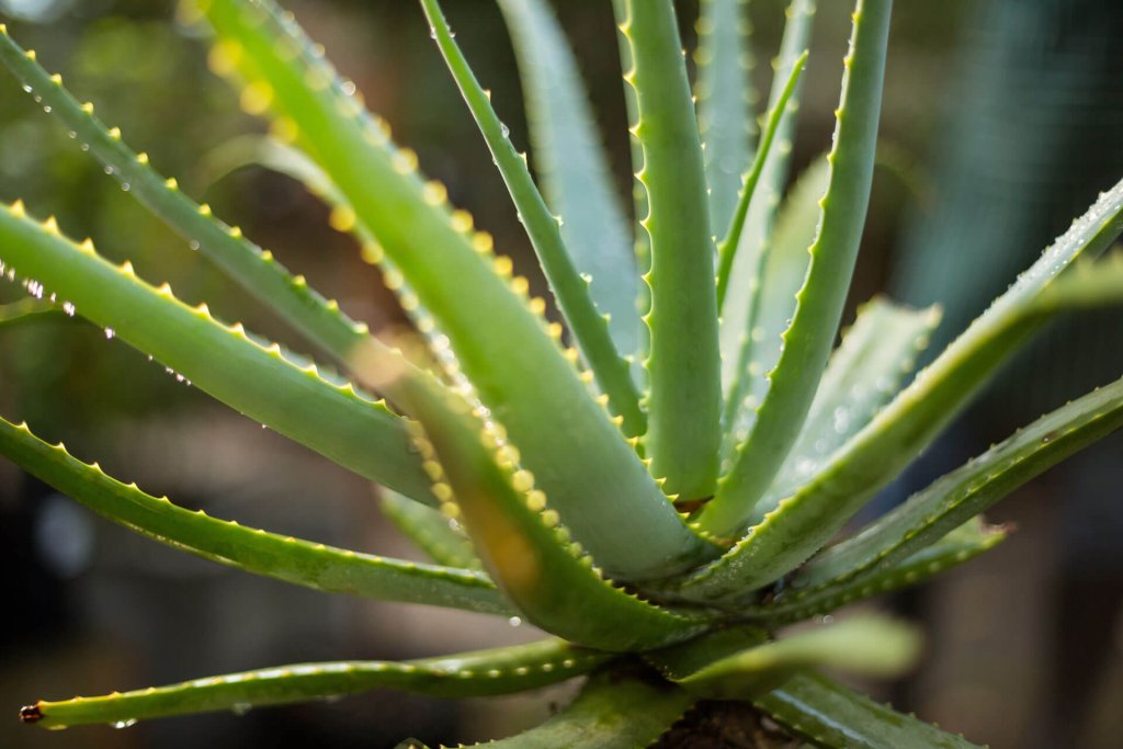 aloe vera plant