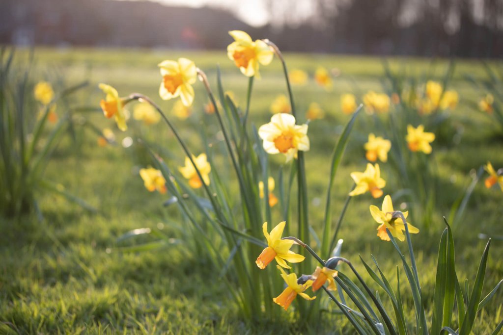 fiori di narciso gialli in un campo