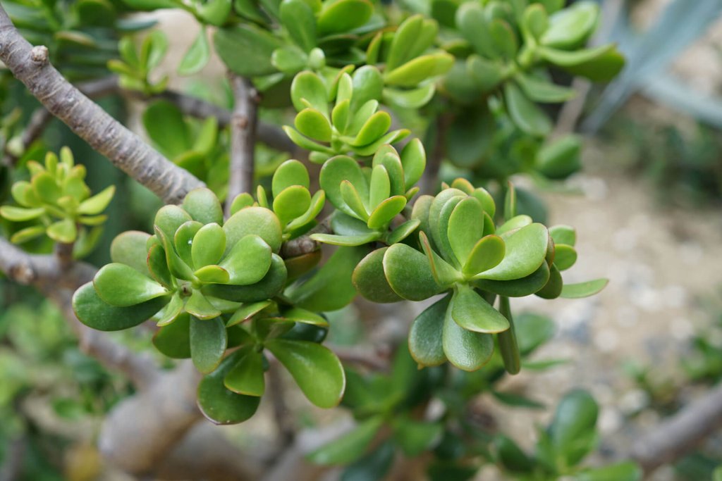 Jadepflanze in Nahaufnahme