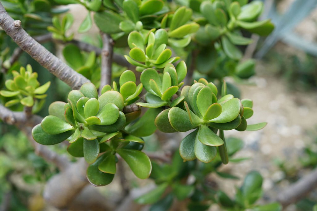 jade plant close up