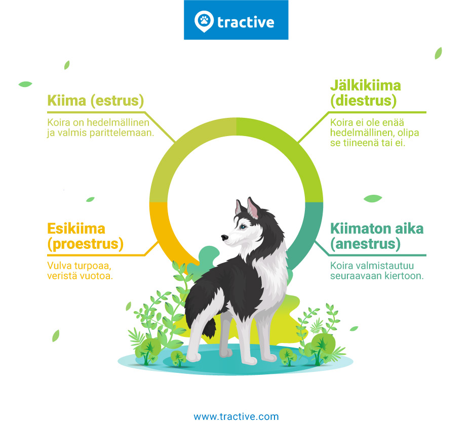 Koiran kiimakierron neljä vaihetta, Tractiven infografiikka