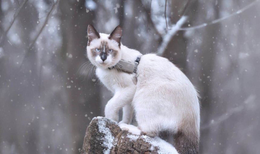 kat buiten in de winter met kattentracker
