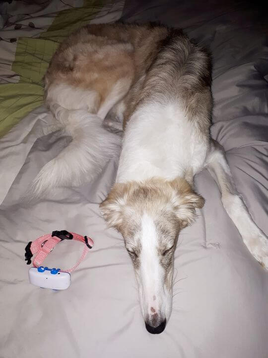 Borzoi-hunden Imogen ligger og slapper av på en seng ved siden av sin Tractive GPS