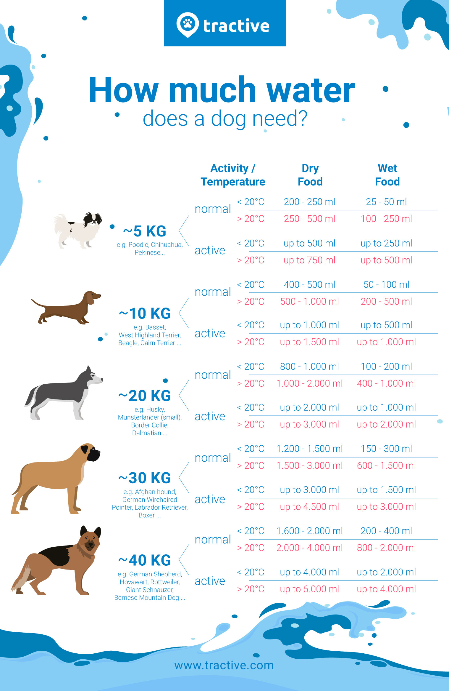 How Much Water Should Your Dog Drink? - Whole Dog Journal