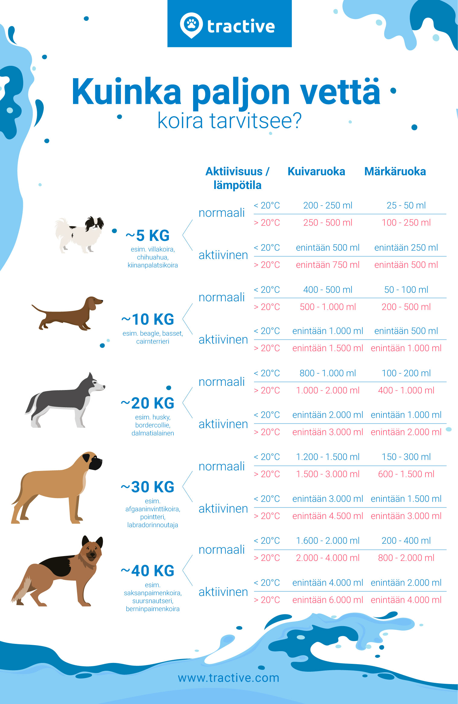 infografiikka koiran vedentarpeesta koon, aktiivisuuden ja ruoan tyypin mukaan