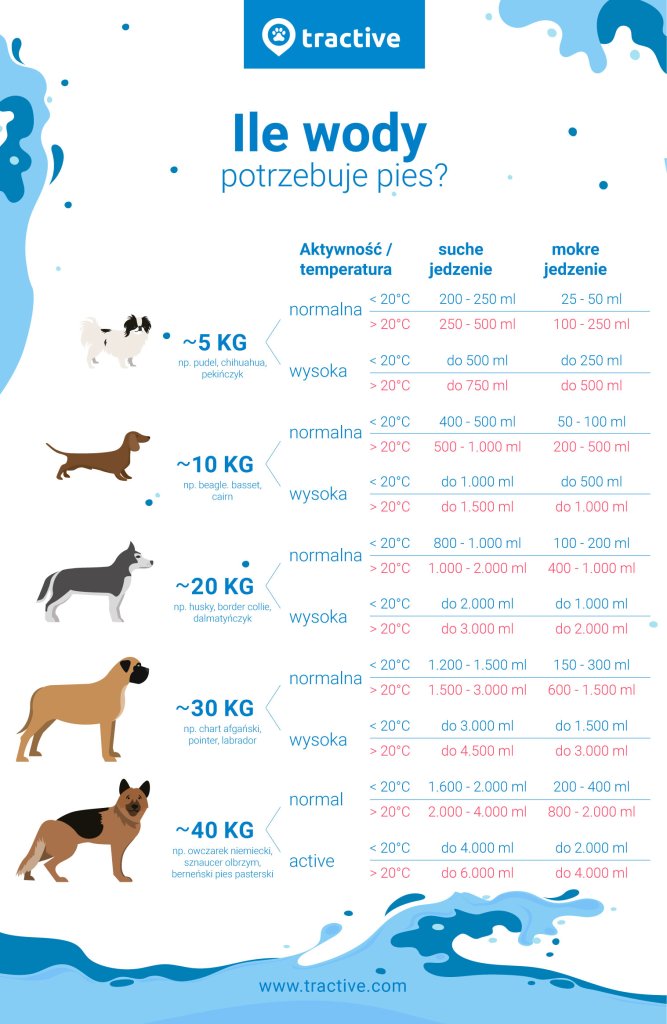 infografika prezentująca ilości wody, którą pies powinien pić w zależności od wielkości, poziomu aktywności i rodzaju jedzenia