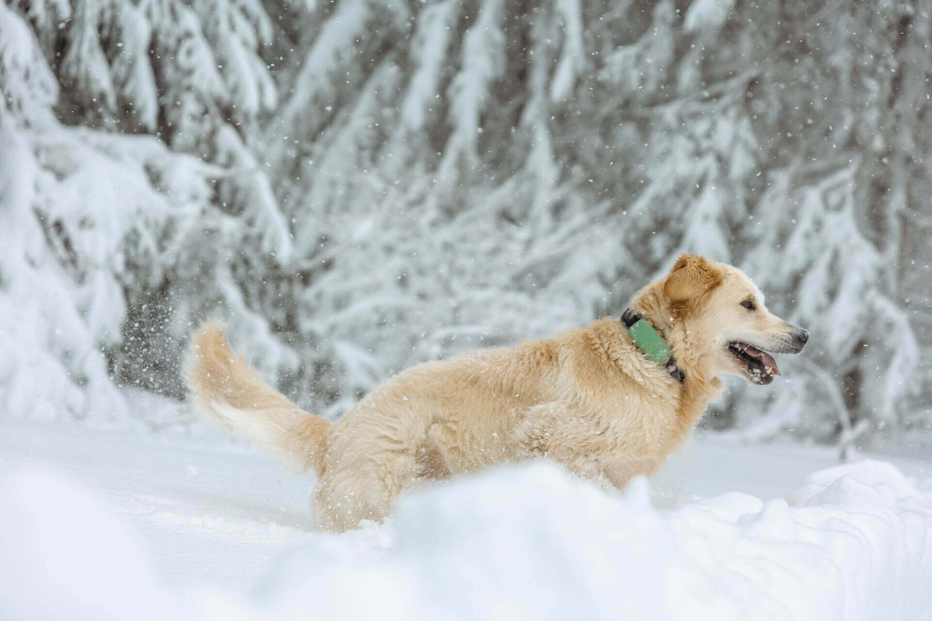 Wanneer is het te koud voor een hond? - Tractive