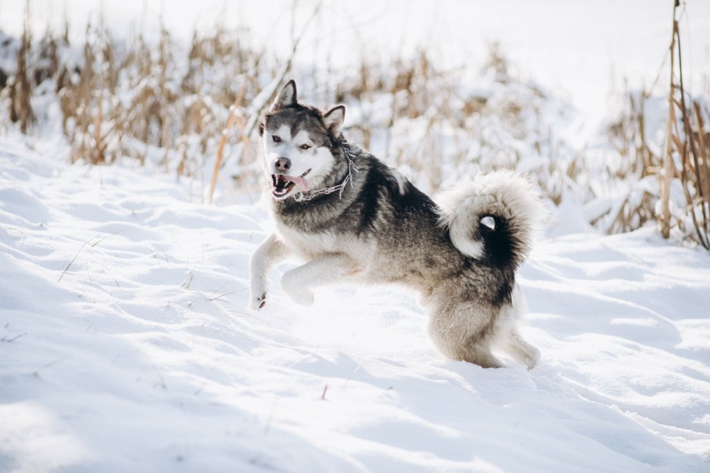husky jouant dans la neige
