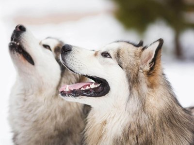 deux huskys dehors dans la neige