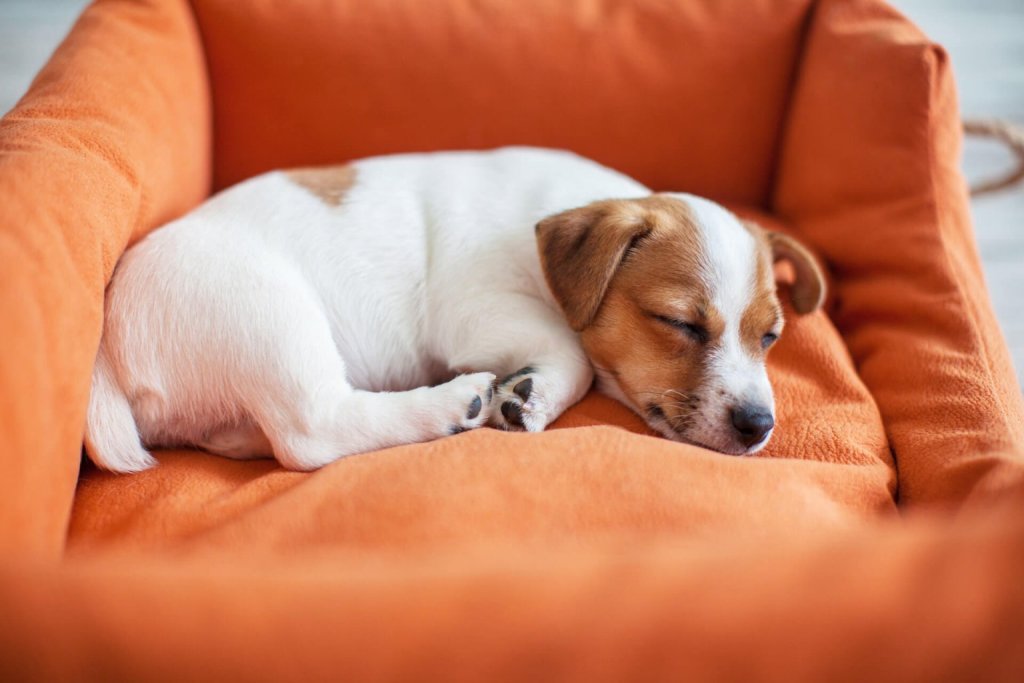 Kleiner braun-weißer Hund schläft in orangefarbenem Hundebettchen