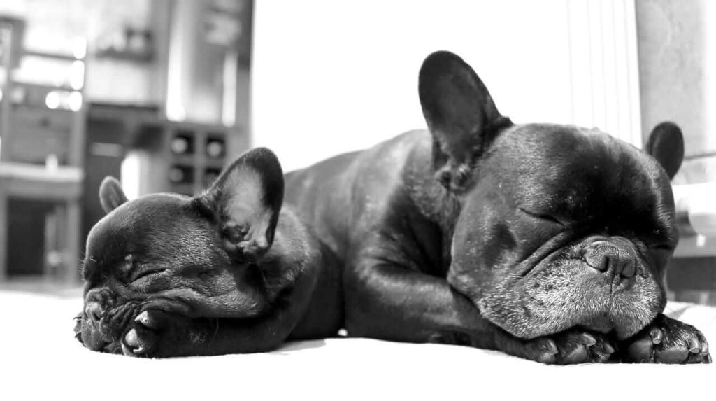 Zwei kleine schwarze Hunde schlafen aneinander gekuschelt (Foto in Schwarz-Weiß)