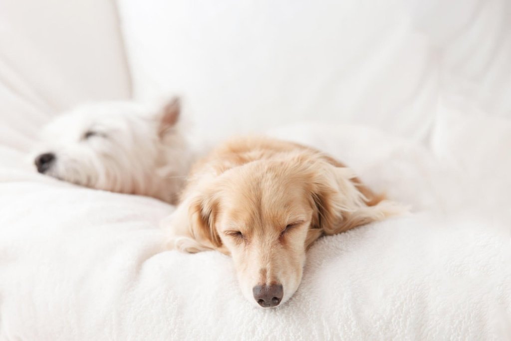 Weißer und hellbrauner Hund schlafen auf weißem Sofa