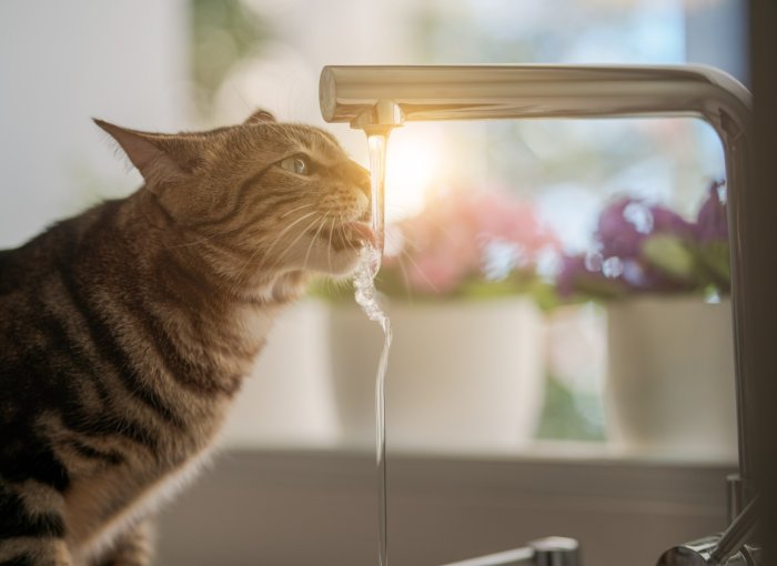 A cat drinking water from a faucet