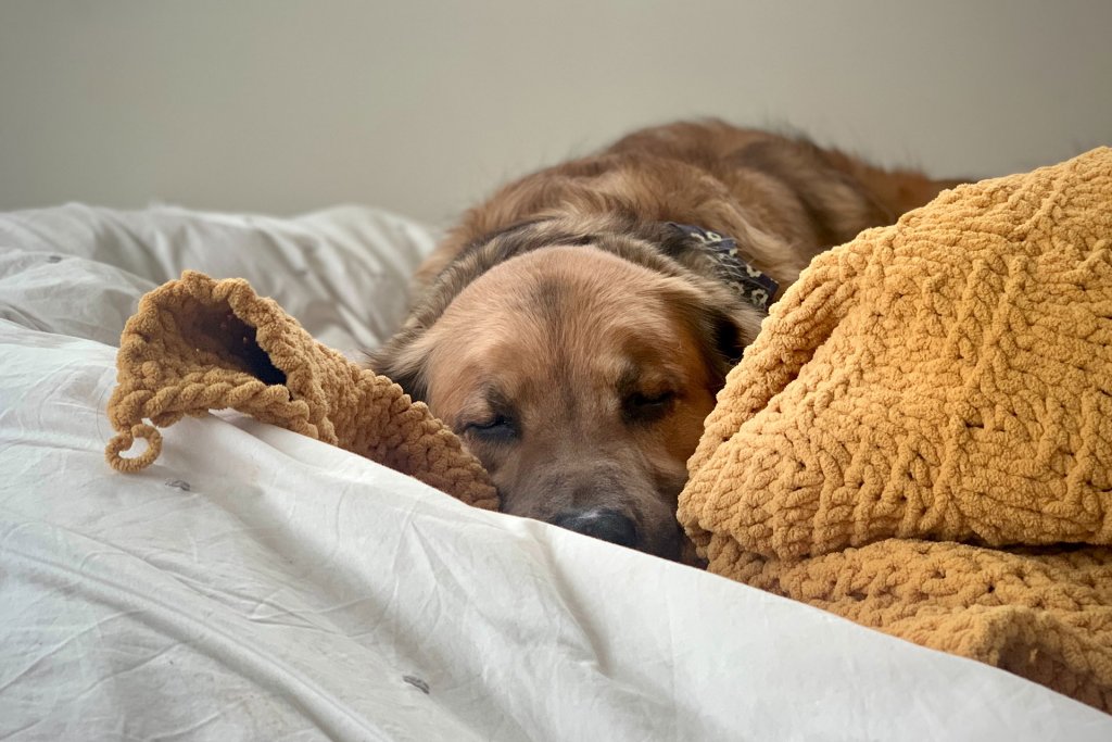 un cane marrone dorme sopra un letto con le lenzuola grigie