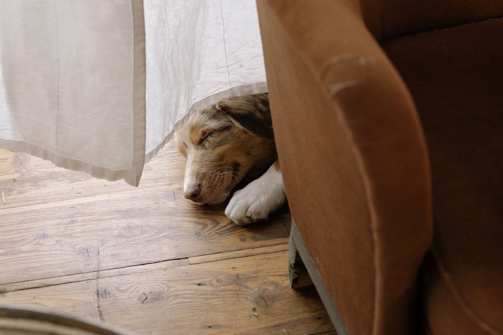 Hund schläft auf Holzboden neben braunem Polstermöbel und weißem Vorhang