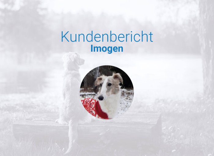 Hündin Imogen im Wald im Schnee mit buntem Hundemantel