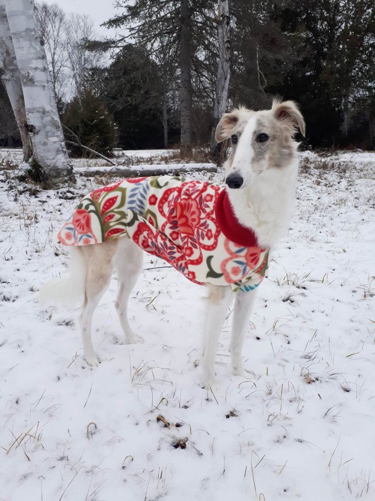 dog wearing red jacket in winter snow