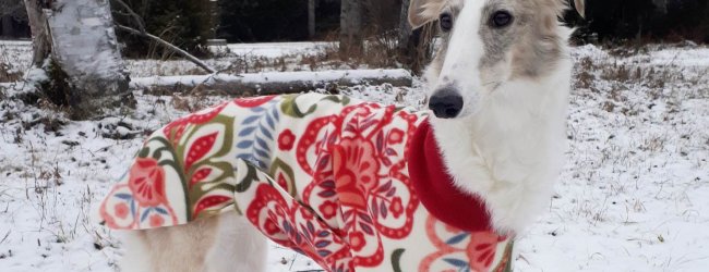 Den hvite hunden Imogen stående i snøen utendørs