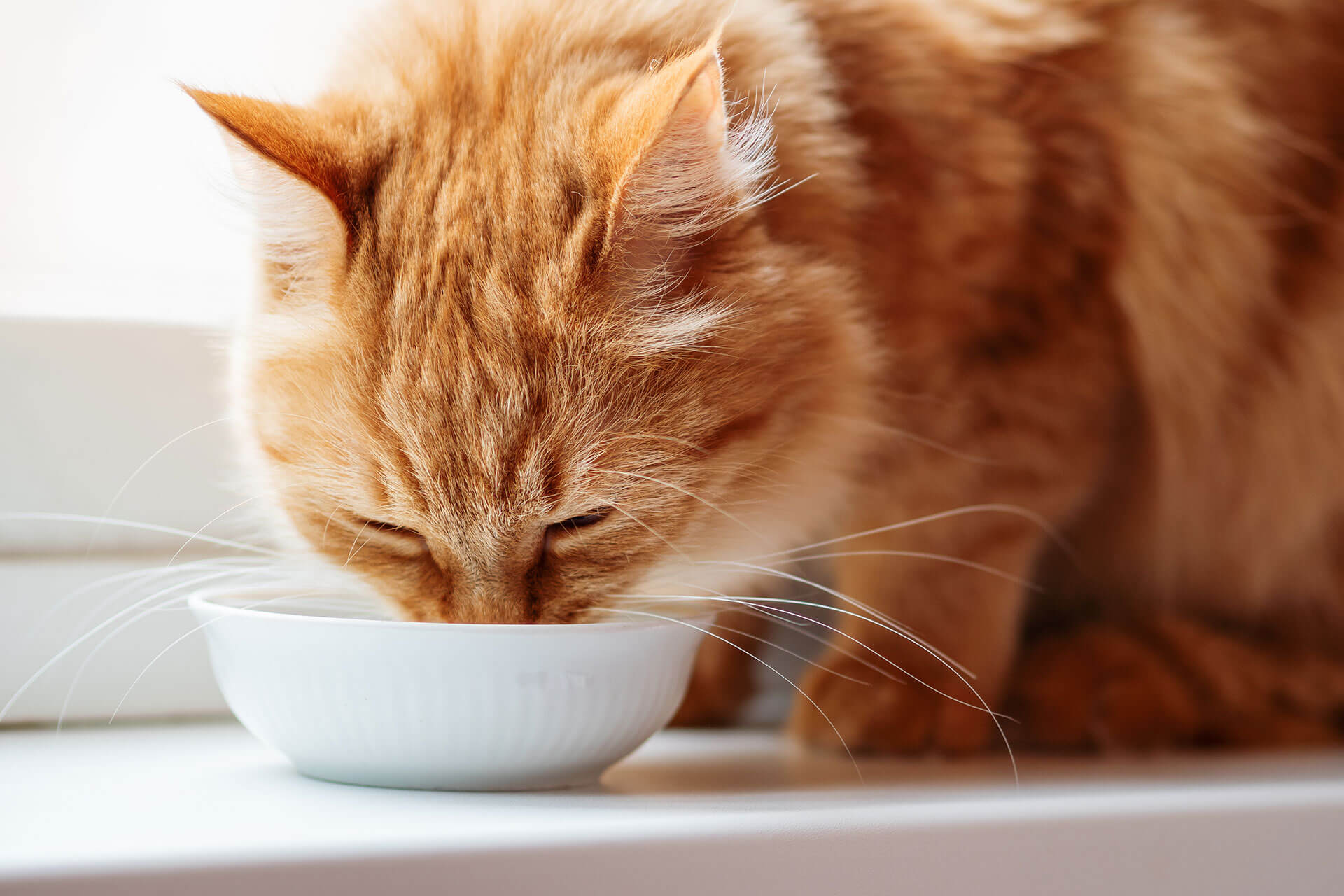 A cat drinking water from a bowl