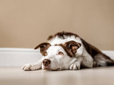 chien blanc et brun laissé seul à la maison couché par terre