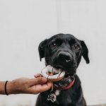 A dog eating a donut