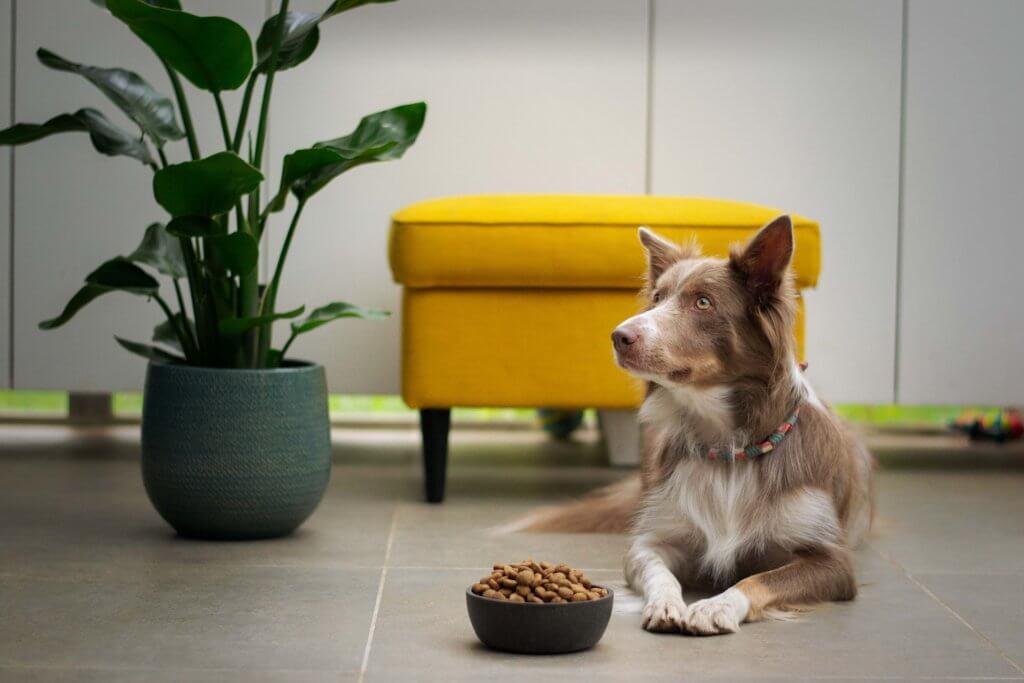 Vit och brun hund som ligger på golvet bredvid en full hundskål