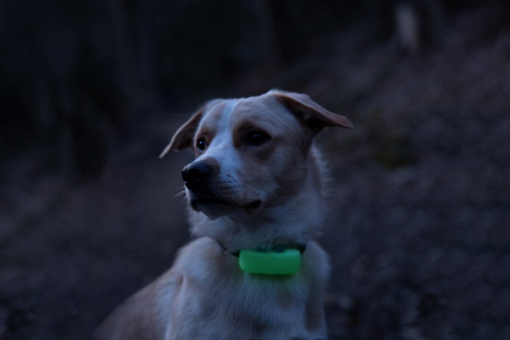 cane in primo piano al buio con un localizzatore Tractive GPS al collare con custodia fosforescente